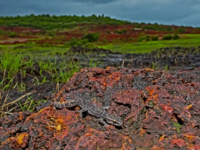 Western-Ghats_White-banded-gecko_Dhritiman-Mukherjee-1_puiqqu